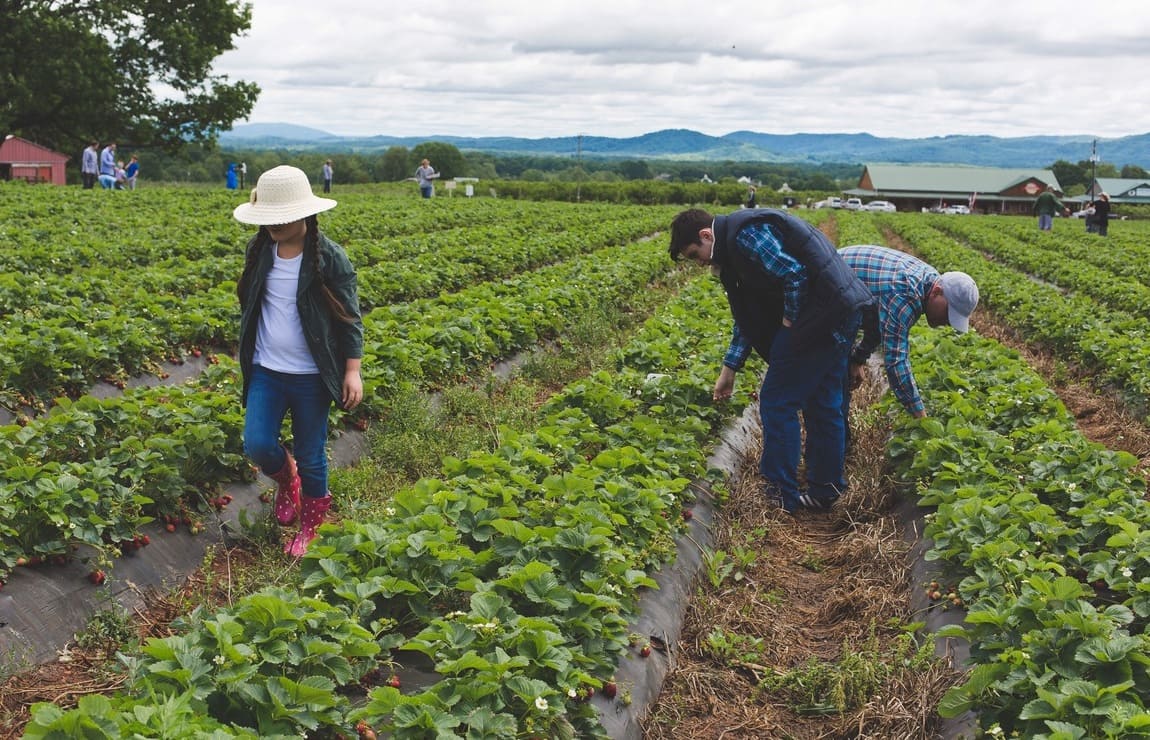 Agricultura em São Paulo: como funciona?