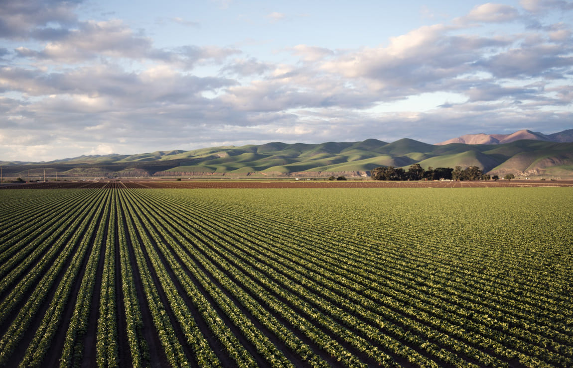 Agricultura no Rio Grande do Sul: como funciona?