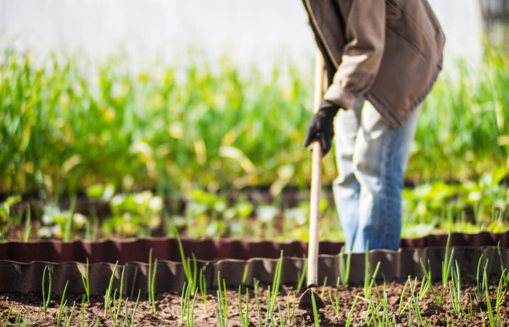 Agricultura: o que é e qual a importância para o Brasil?