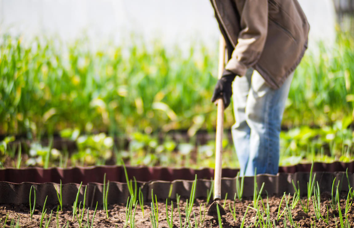 Agricultura: o que é e qual a importância para o Brasil?