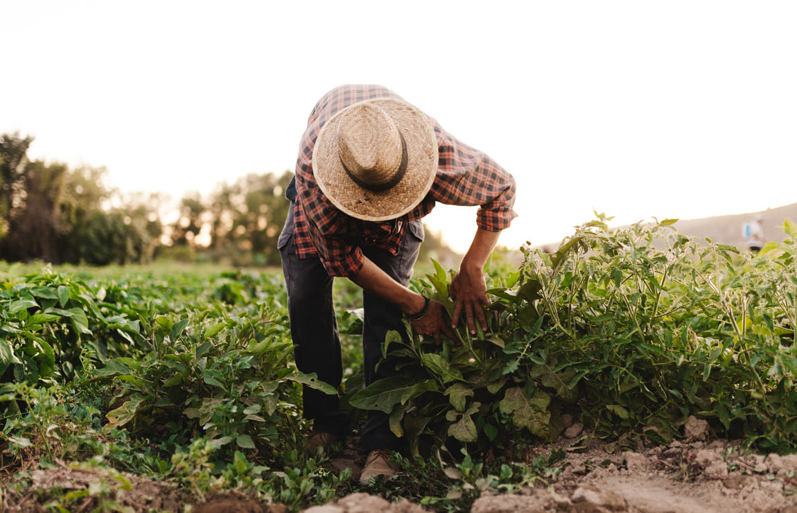 Agronomia: o que é?