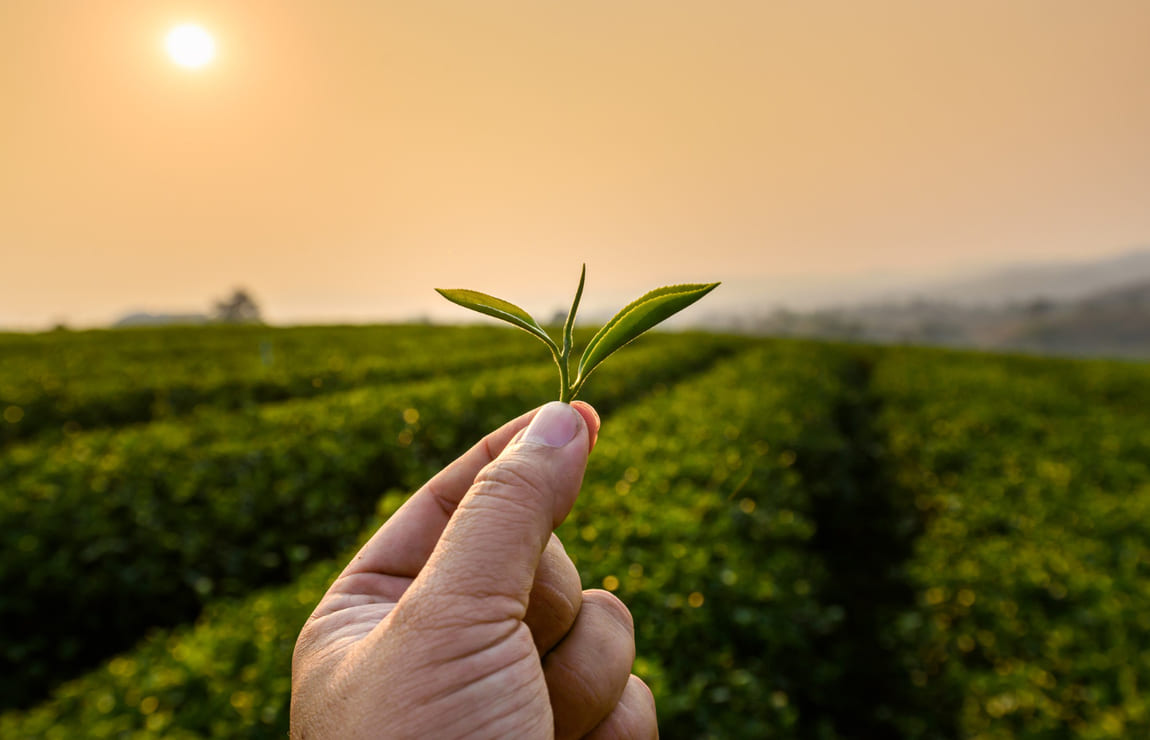 Cubo Agro: vale a pena?